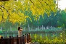 麻豆蜜桃av-麻豆蜜桃之影，网络文化与影像艺术探寻